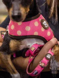 Correa Dogtella - Imagen 3