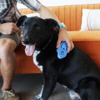 Kong Zoom Groom Dog - Imagen 4