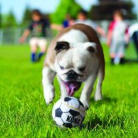Pelotas Kong Sport - Imagen 2